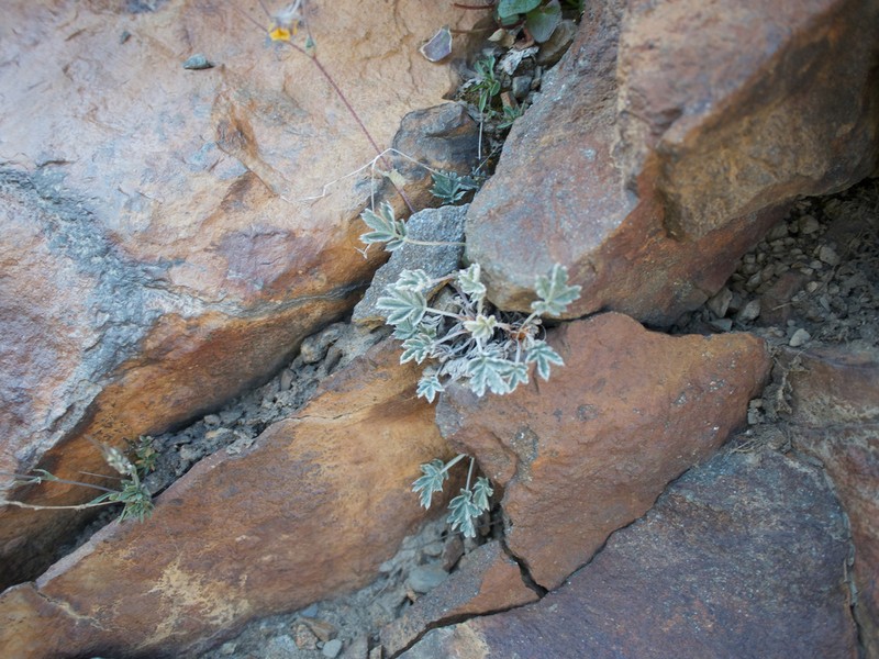 Potentilla hololeuca photo 6