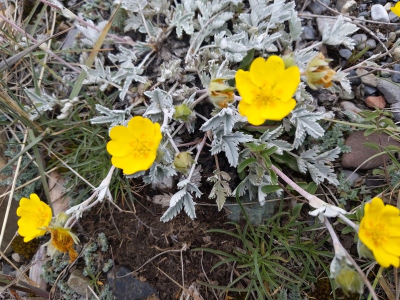 Potentilla hololeuca photo 7