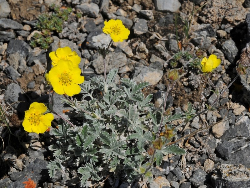 Potentilla hololeuca photo 8