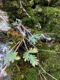 Hooker's Cinquefoil