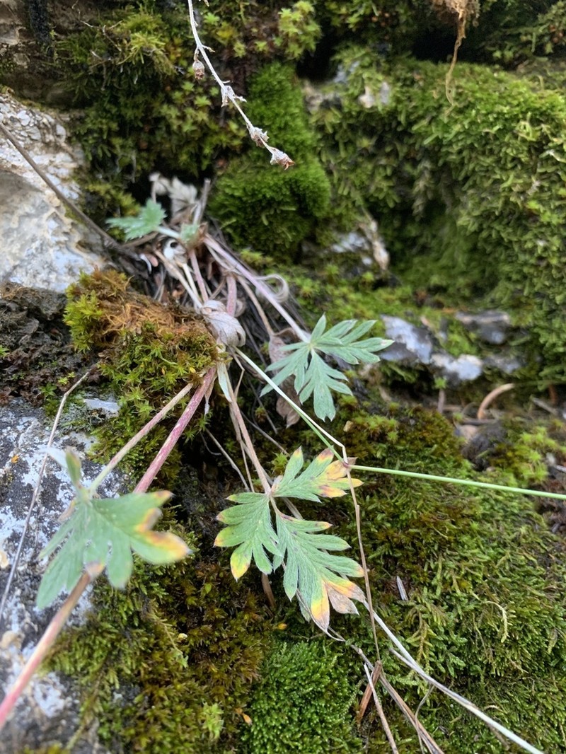 Hooker's Cinquefoil