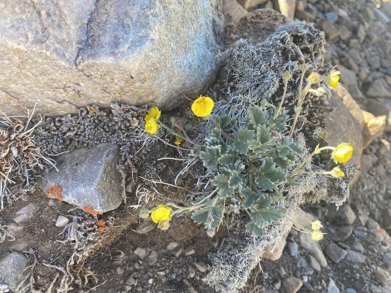 Hooker's Cinquefoil photo 2