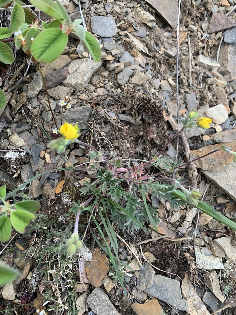 Hooker's Cinquefoil photo 4