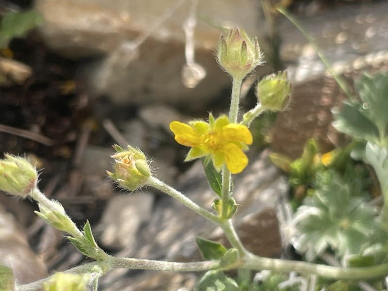 Hooker's Cinquefoil photo 5