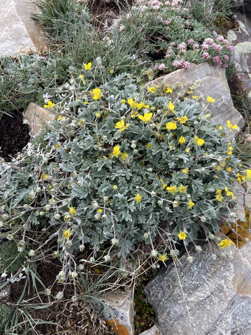 Hooker's Cinquefoil photo 7