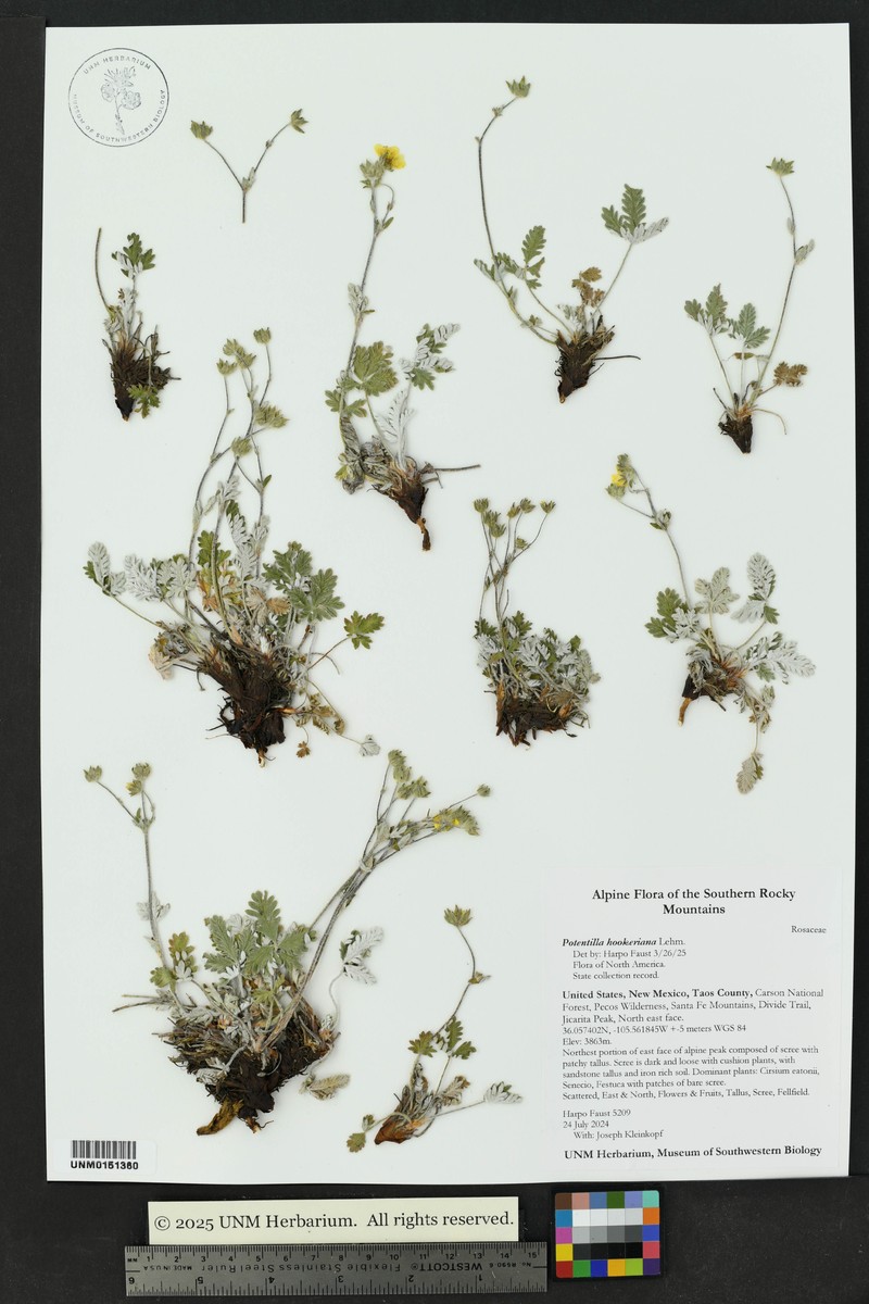 Hooker's Cinquefoil photo 8