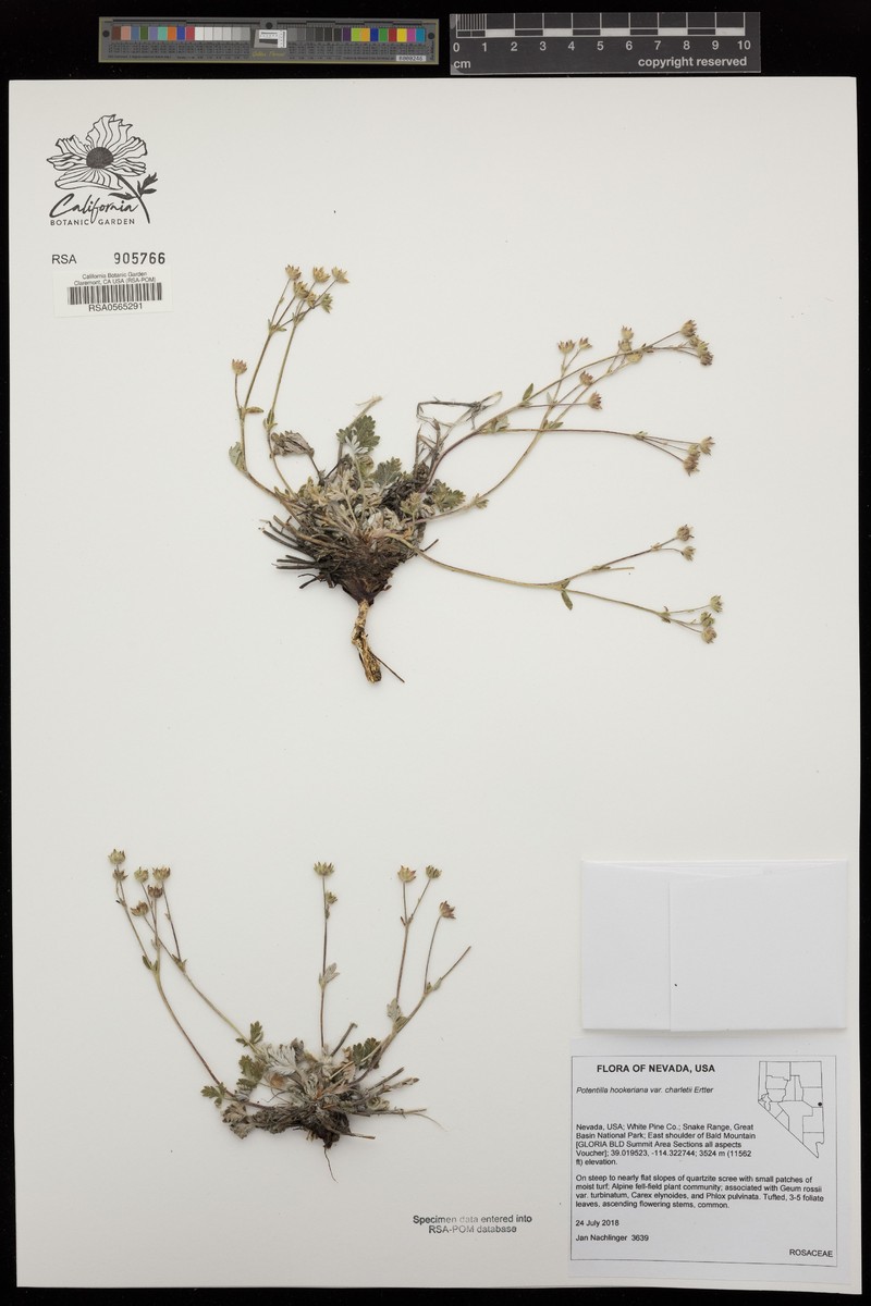 Potentilla hookeriana var. charletii photo 6
