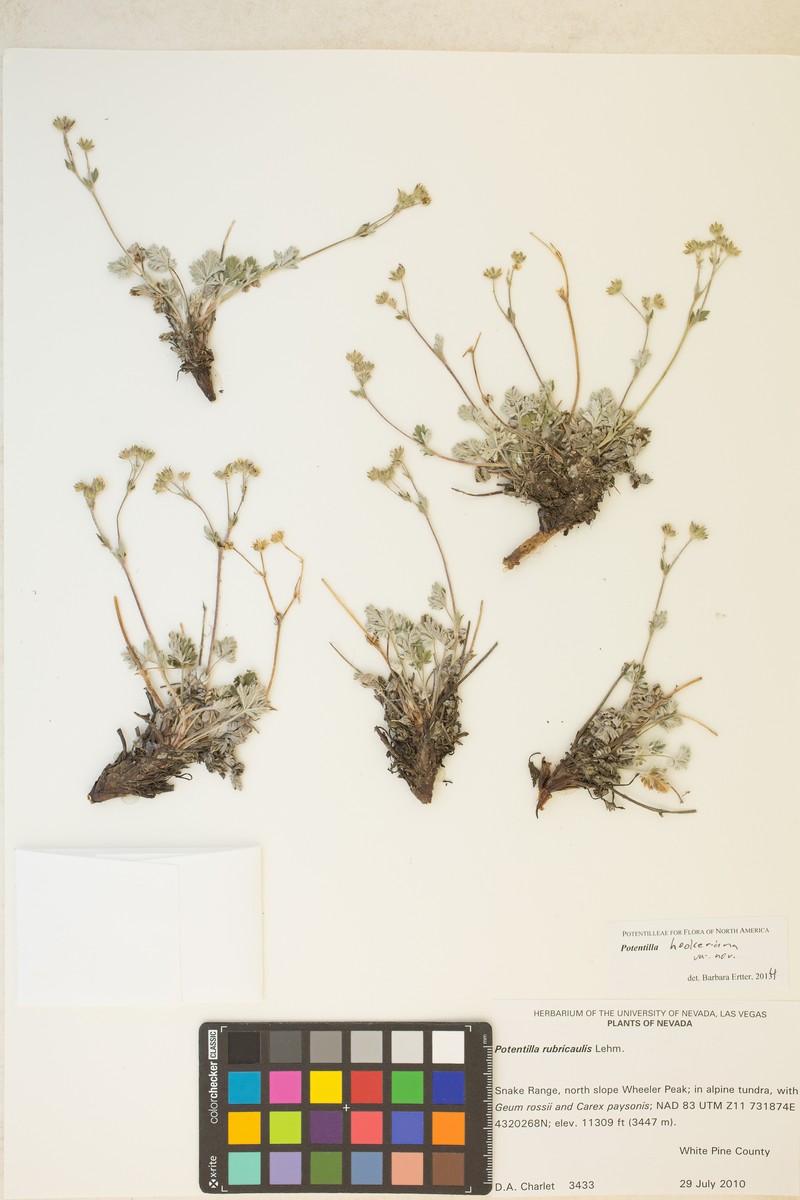 Potentilla hookeriana var. charletii photo 7