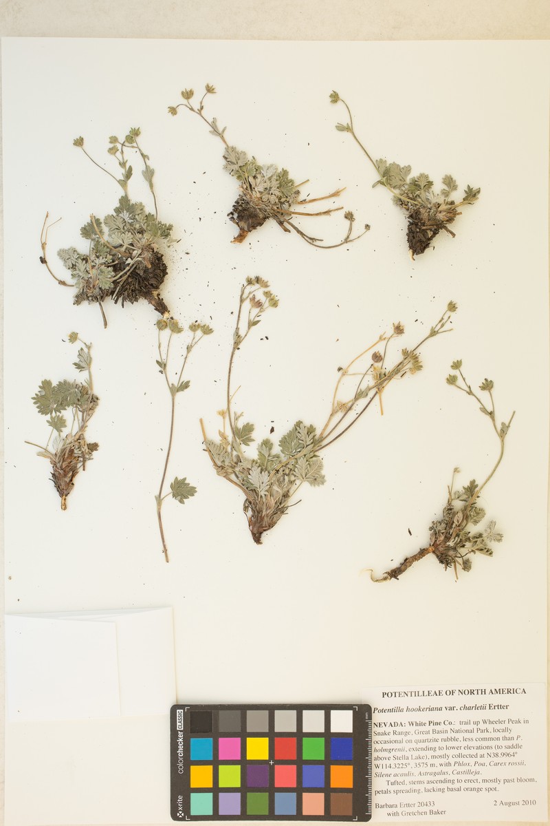 Potentilla hookeriana var. charletii photo 8