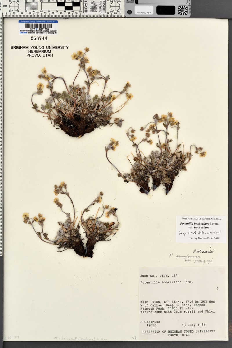 Potentilla hookeriana var. hookeriana