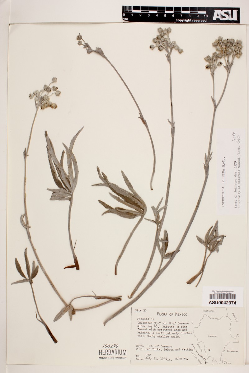 Potentilla horrida