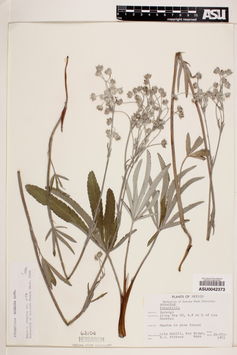 Potentilla horrida photo 2