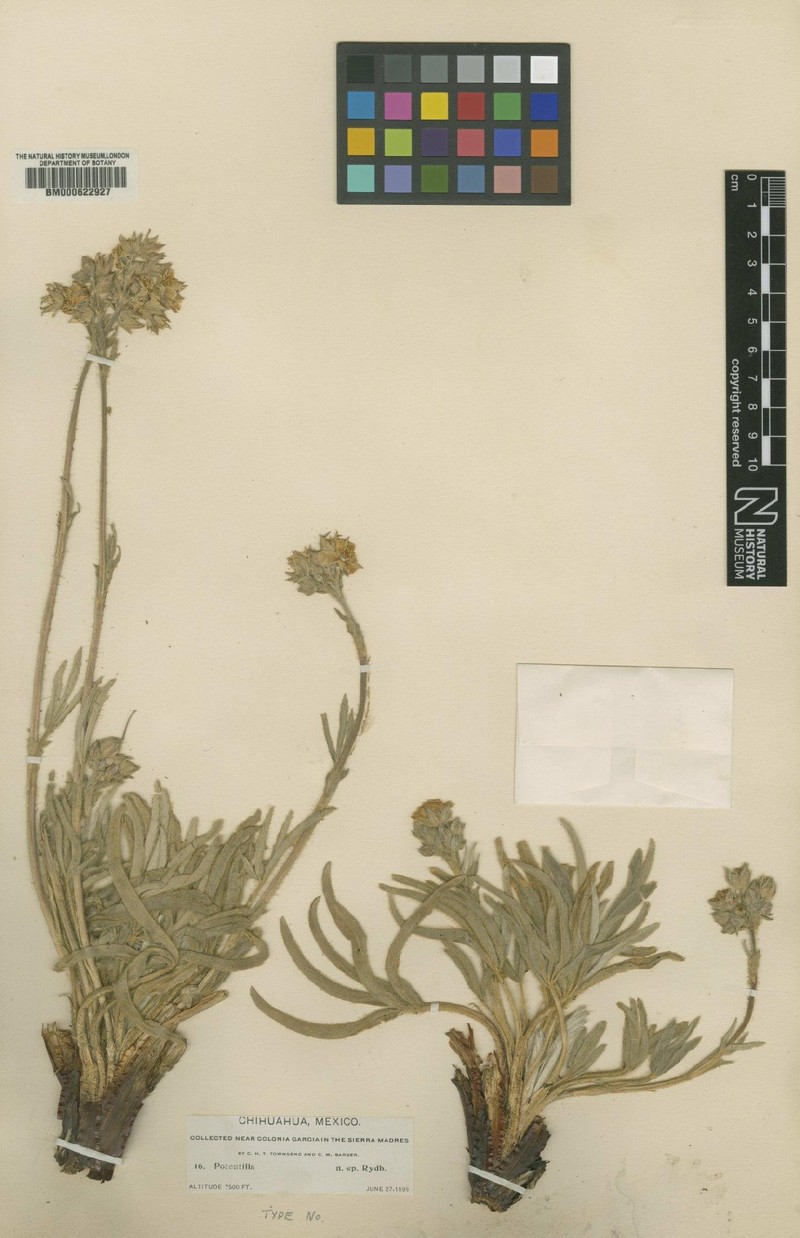 Potentilla horrida photo 3