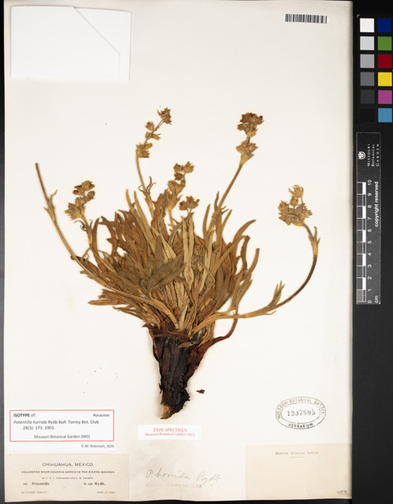 Potentilla horrida photo 4