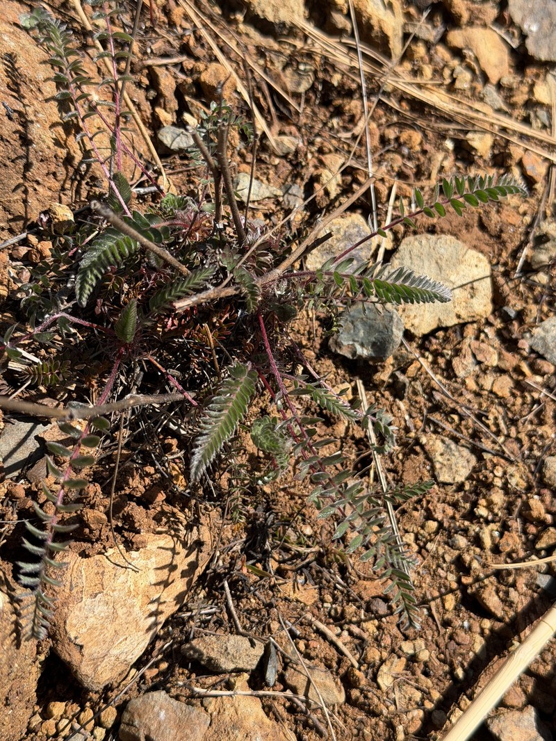 Potentilla howellii