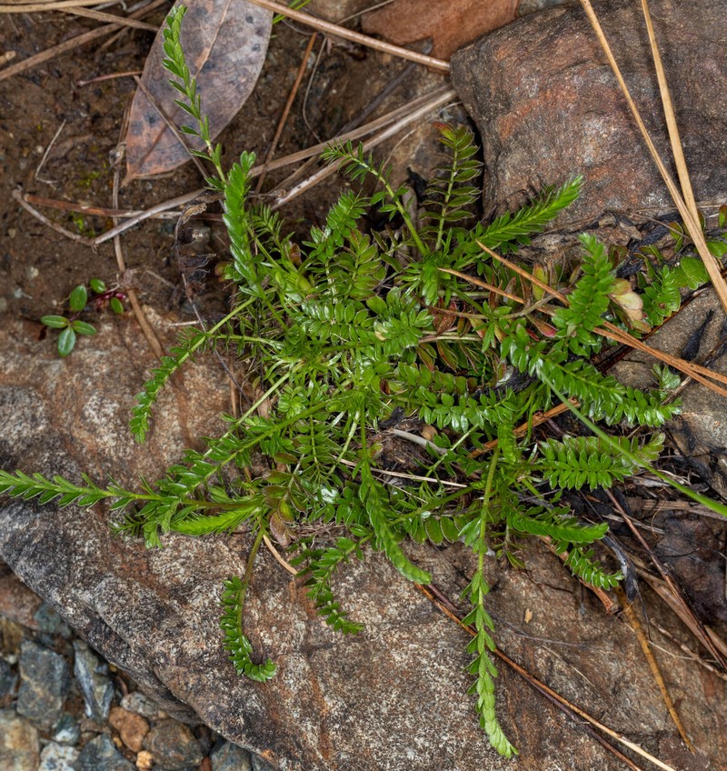 Potentilla howellii photo 3