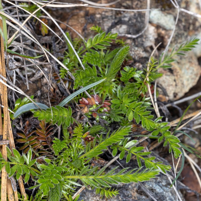 Potentilla howellii photo 4