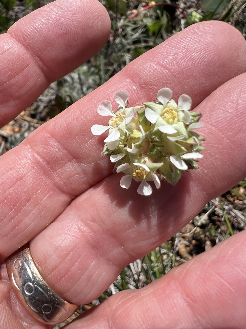 Potentilla howellii photo 5