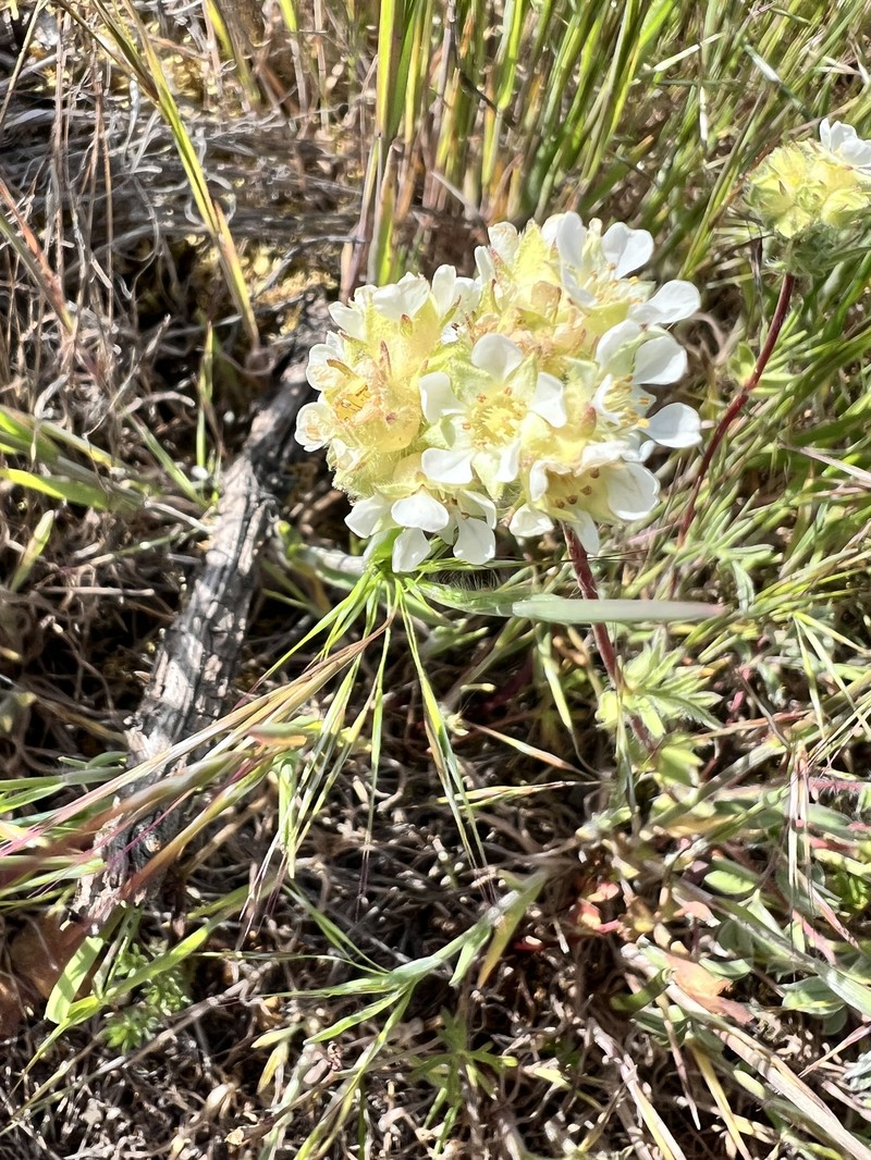 Potentilla howellii photo 6