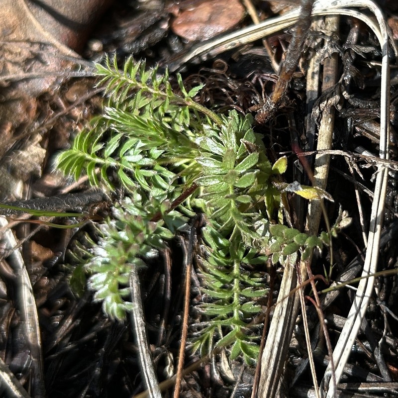 Potentilla howellii photo 7