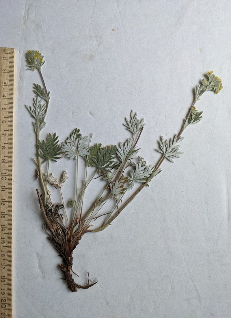Potentilla hudsonii