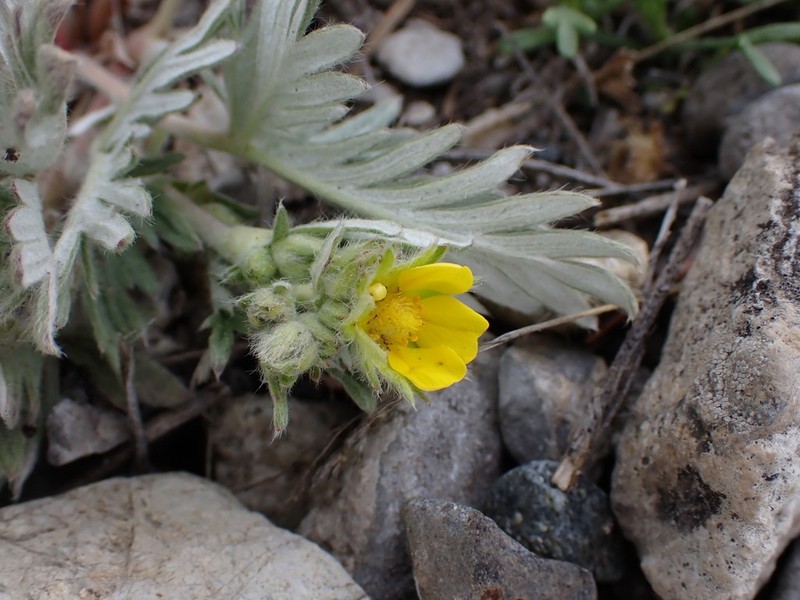 Potentilla hudsonii photo 2