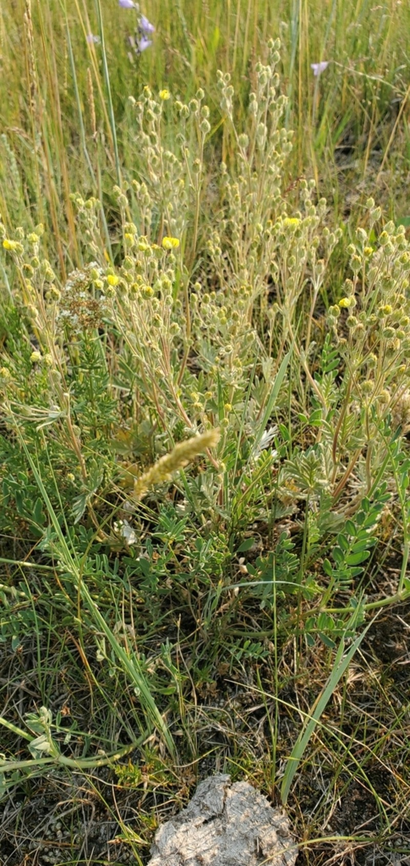 Potentilla hudsonii photo 3