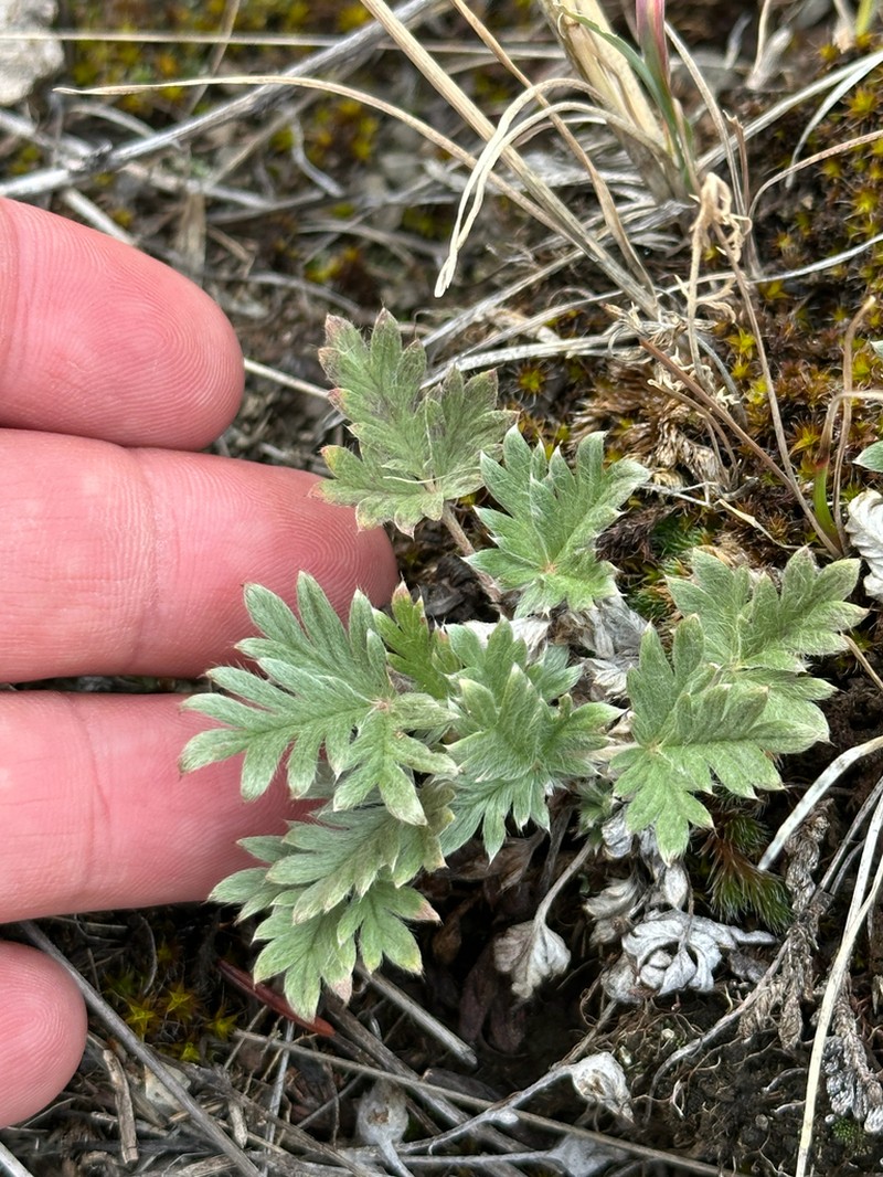 Potentilla hudsonii photo 4
