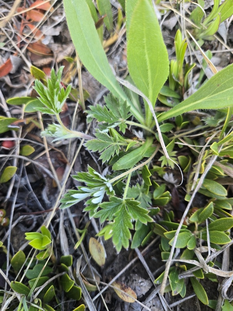 Potentilla hudsonii photo 5