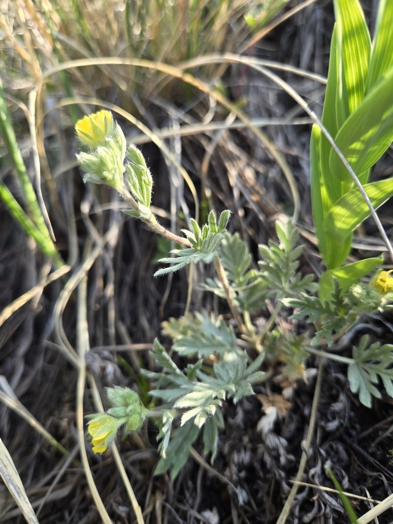 Potentilla hudsonii photo 6
