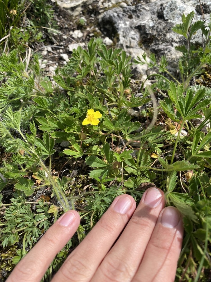 Potentilla humifusa