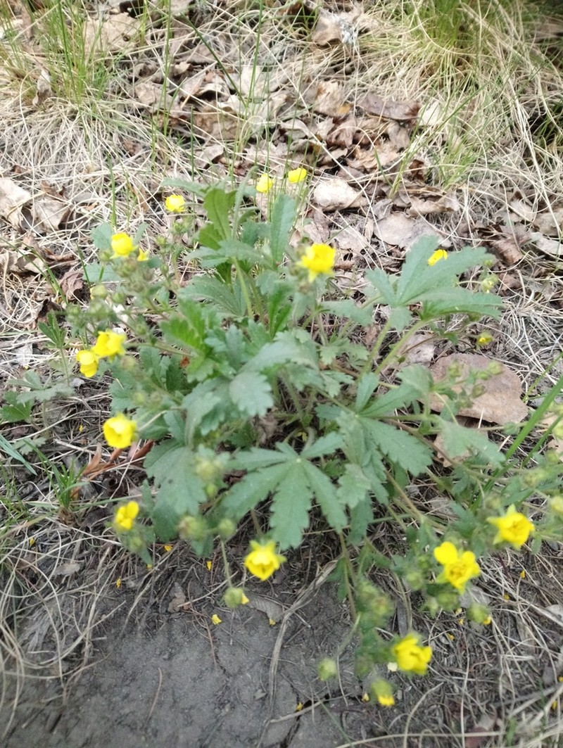 Potentilla humifusa photo 2