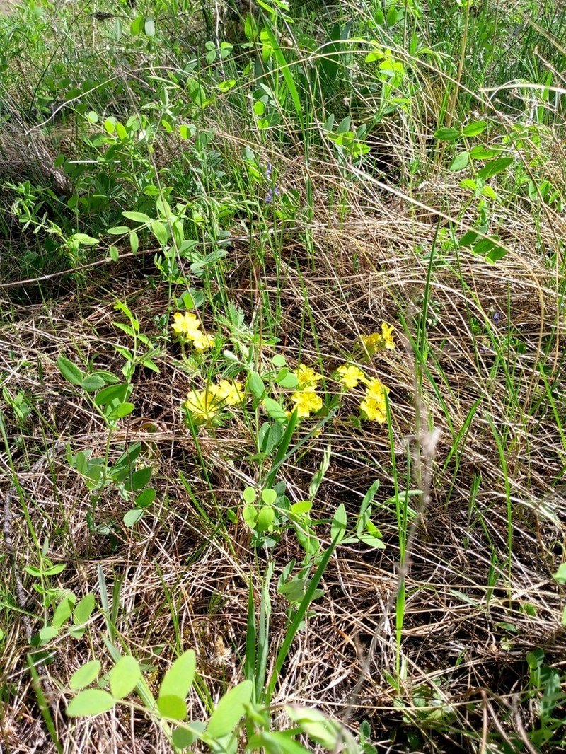 Potentilla humifusa photo 3