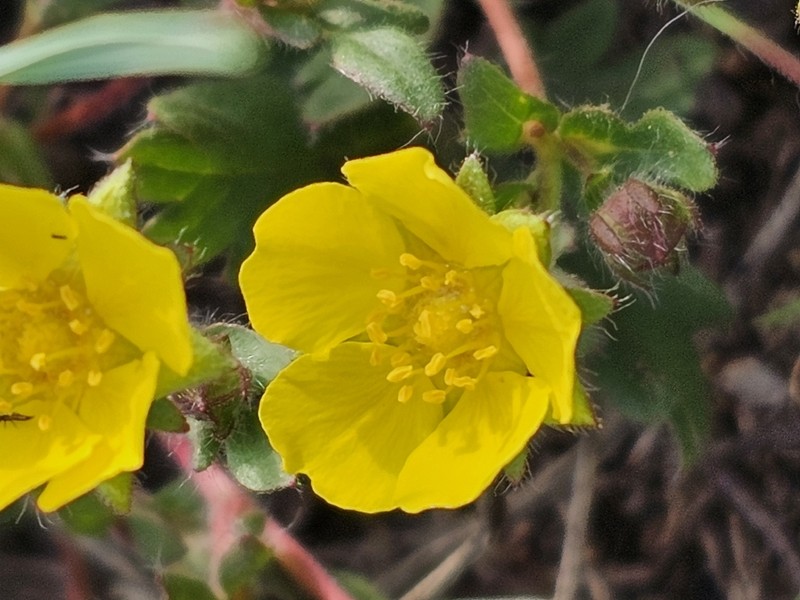 Potentilla humifusa photo 4