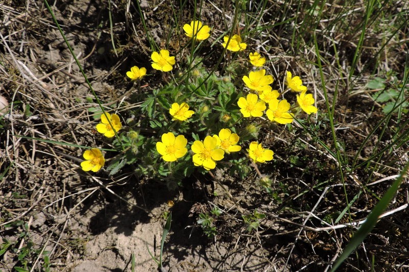 Potentilla humifusa photo 5