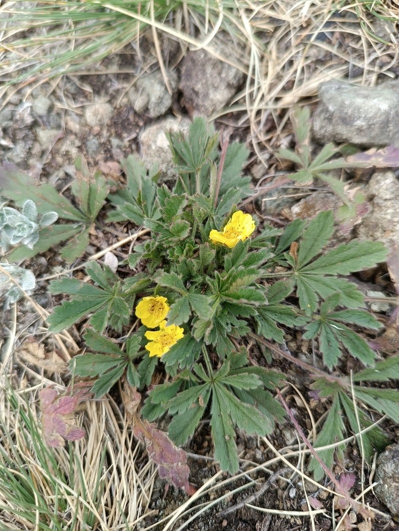 Potentilla humifusa photo 6