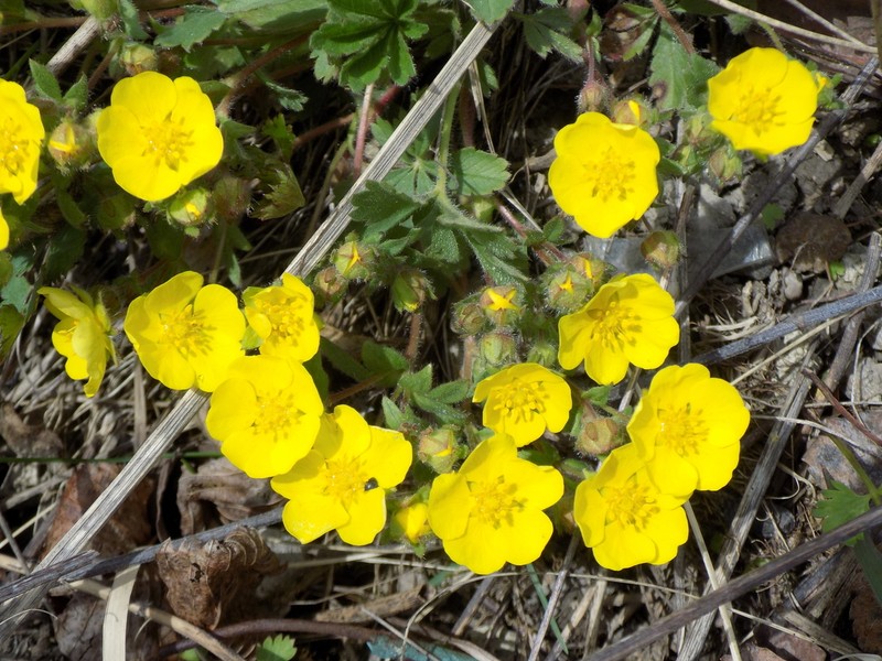 Potentilla humifusa photo 8