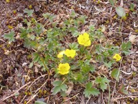 Potentilla hyparctica