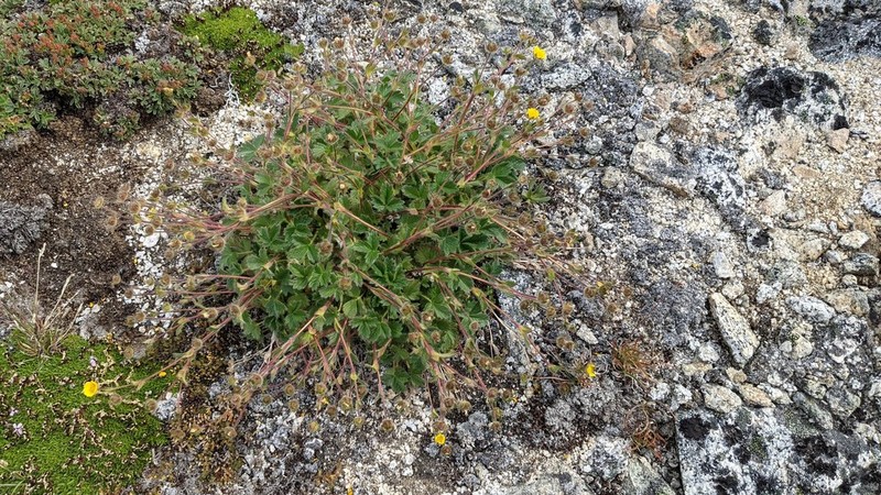 Potentilla hyparctica photo 2