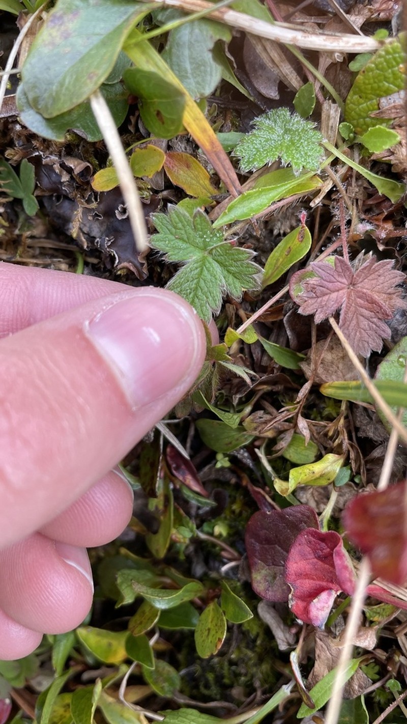 Potentilla hyparctica photo 4