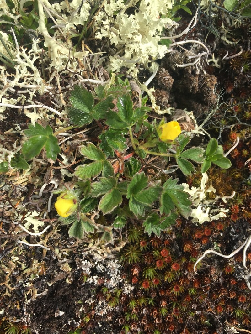 Potentilla hyparctica photo 5