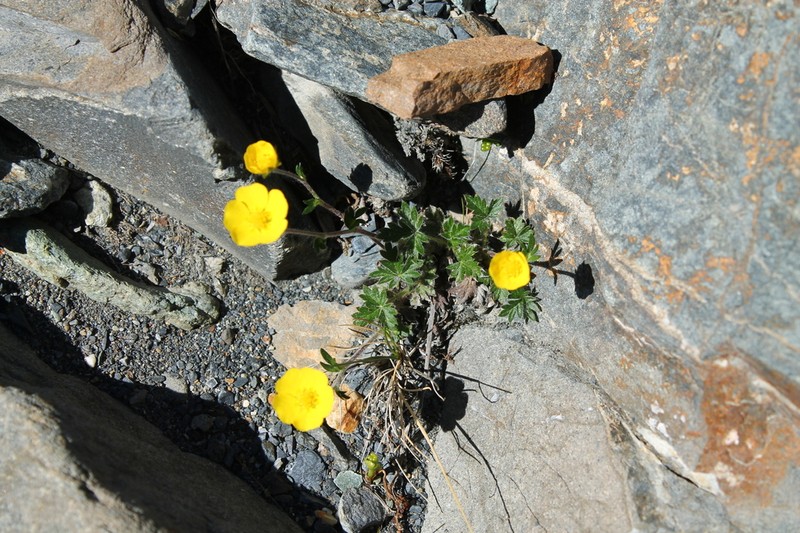 Potentilla hyparctica photo 6