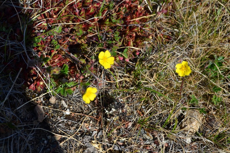 Potentilla hyparctica photo 7