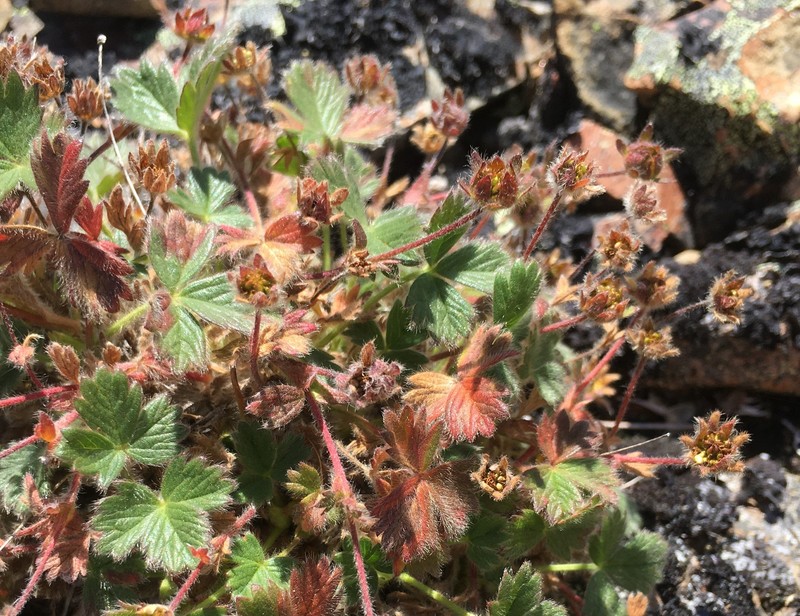 Potentilla hyparctica subsp. elatior