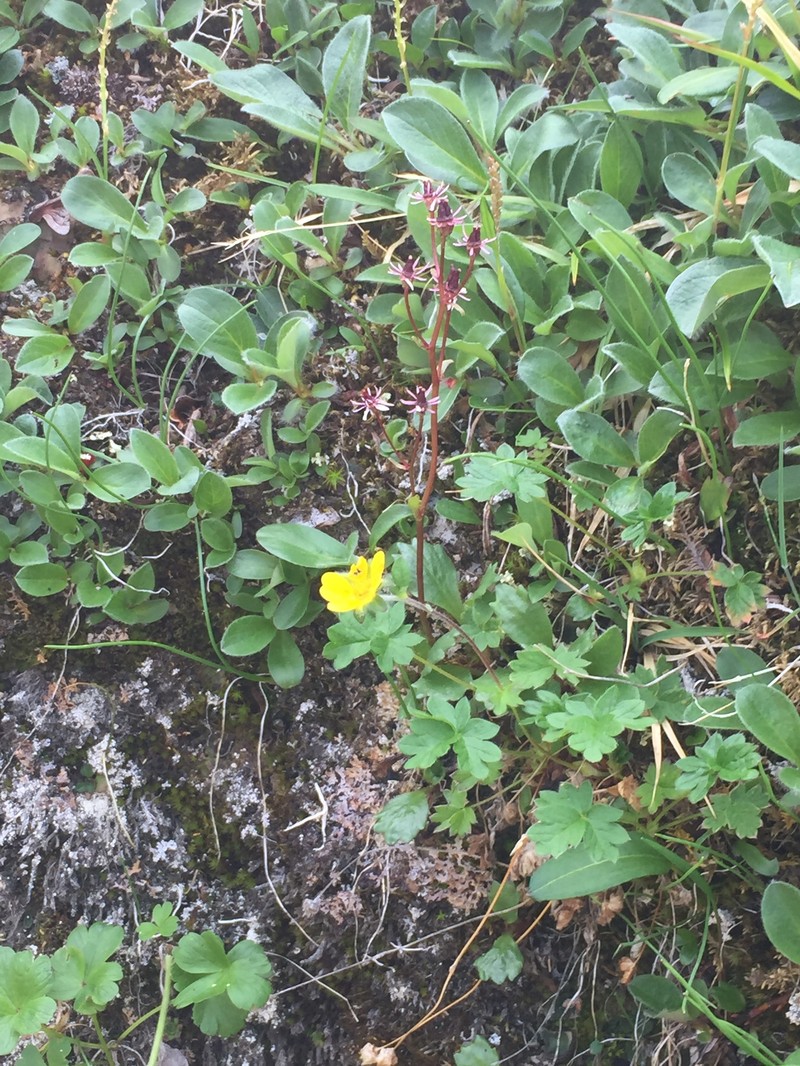 Potentilla hyparctica subsp. elatior photo 2