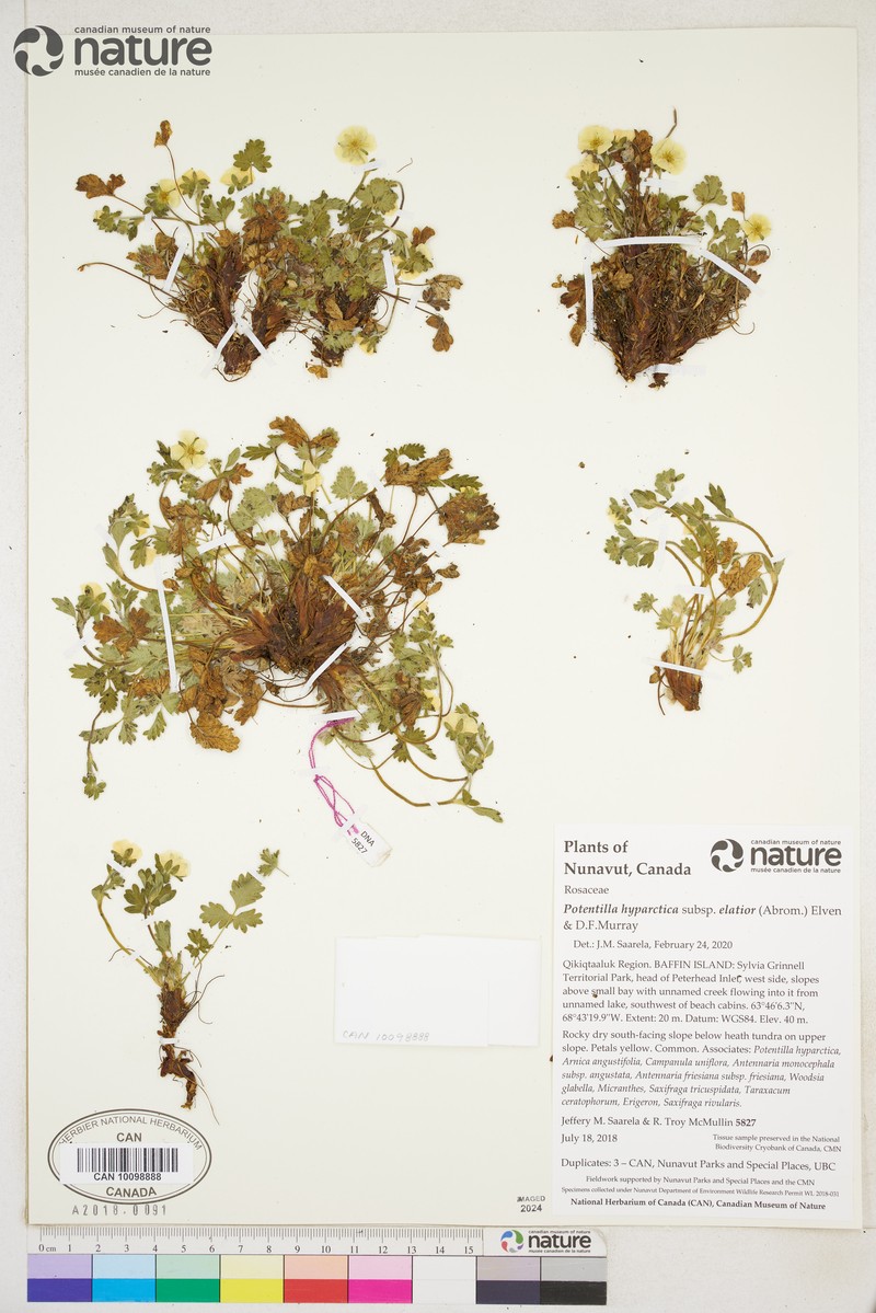 Potentilla hyparctica subsp. elatior photo 3