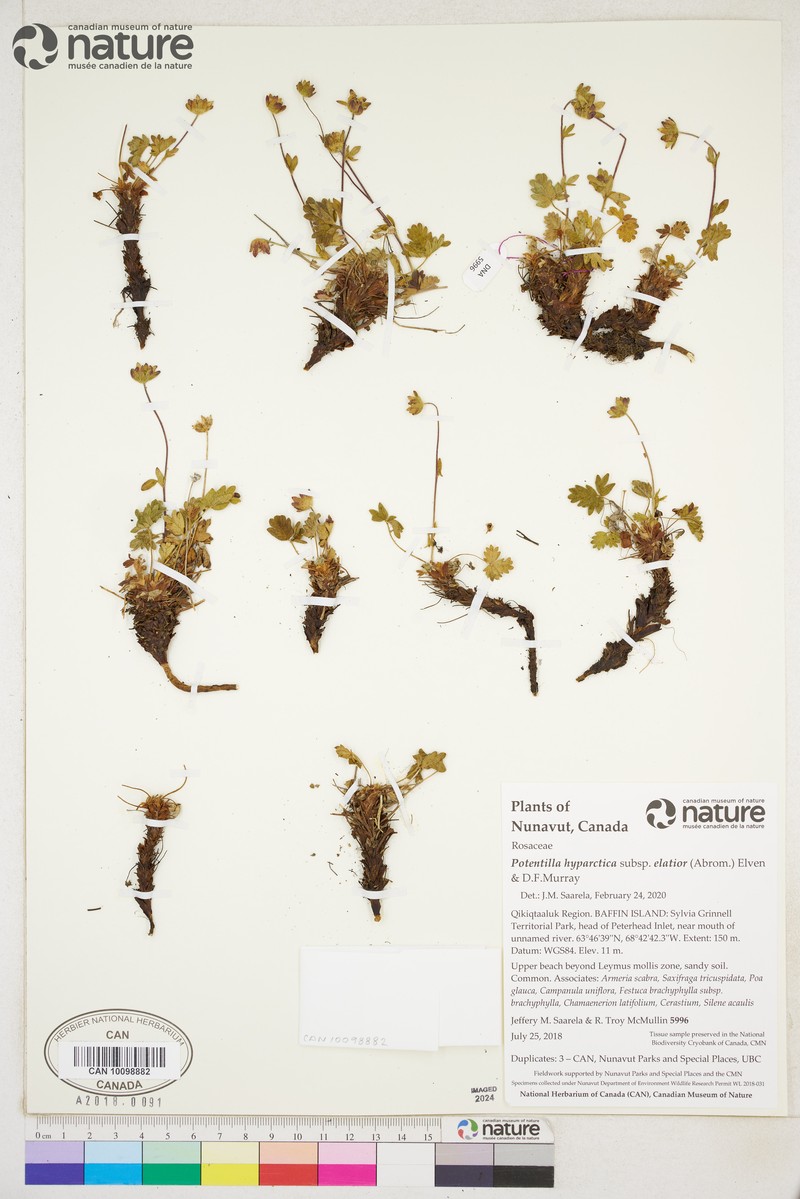 Potentilla hyparctica subsp. elatior photo 4