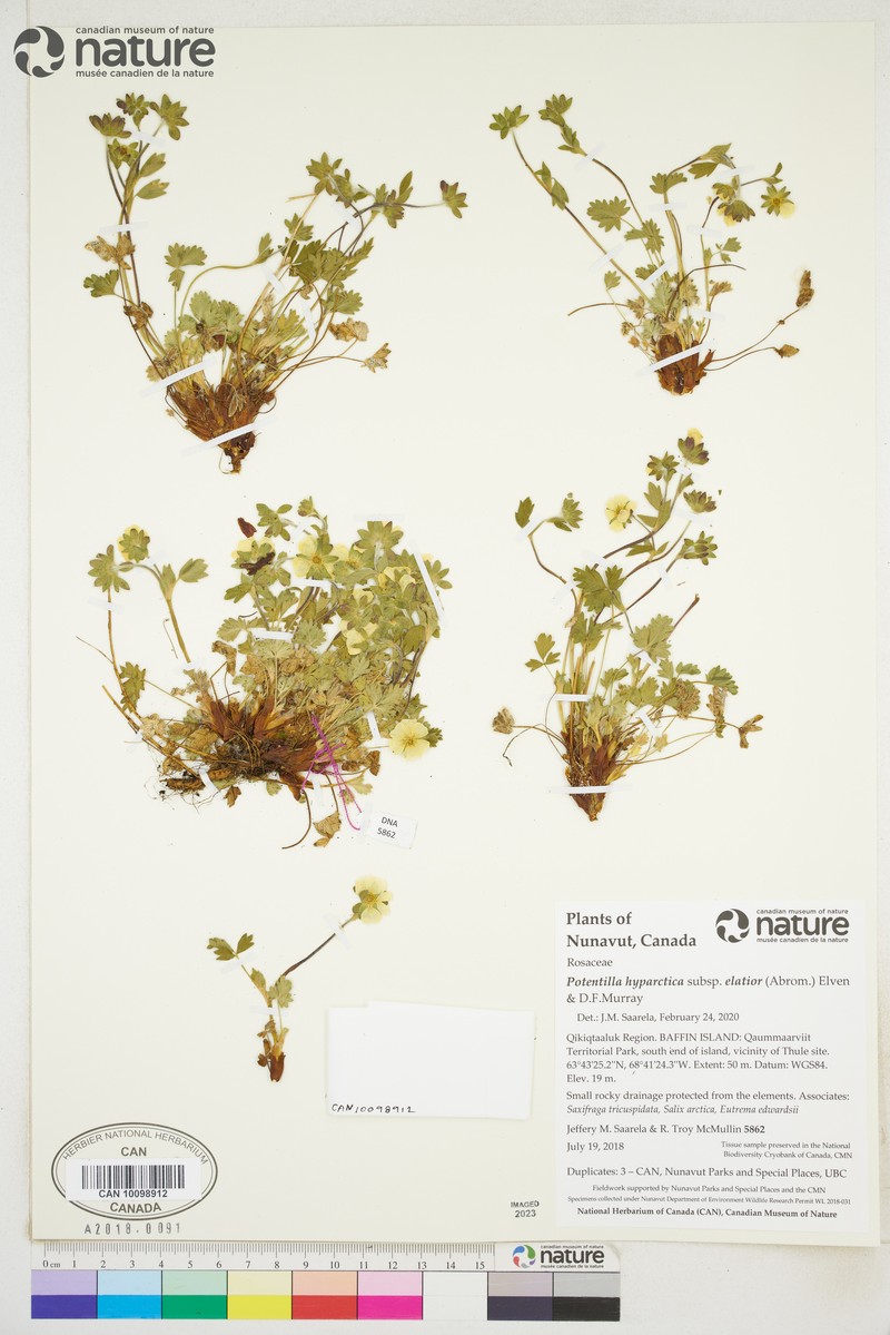 Potentilla hyparctica subsp. elatior photo 5
