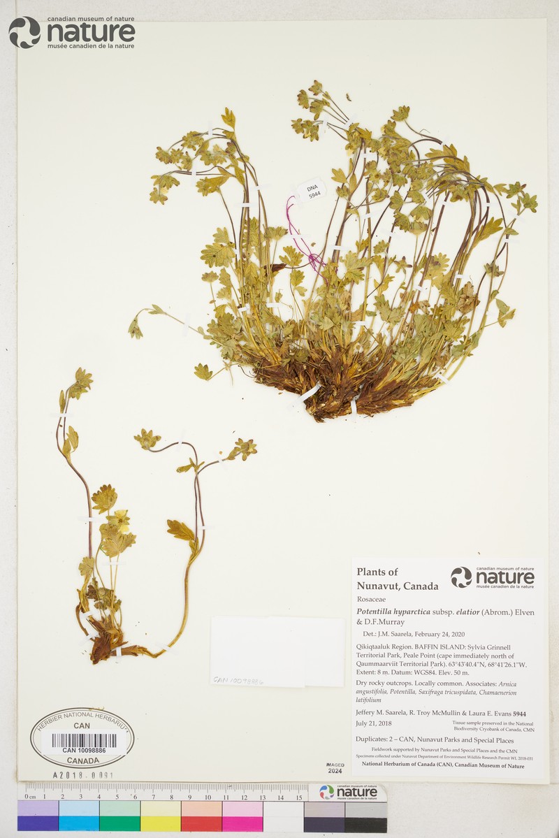Potentilla hyparctica subsp. elatior photo 6