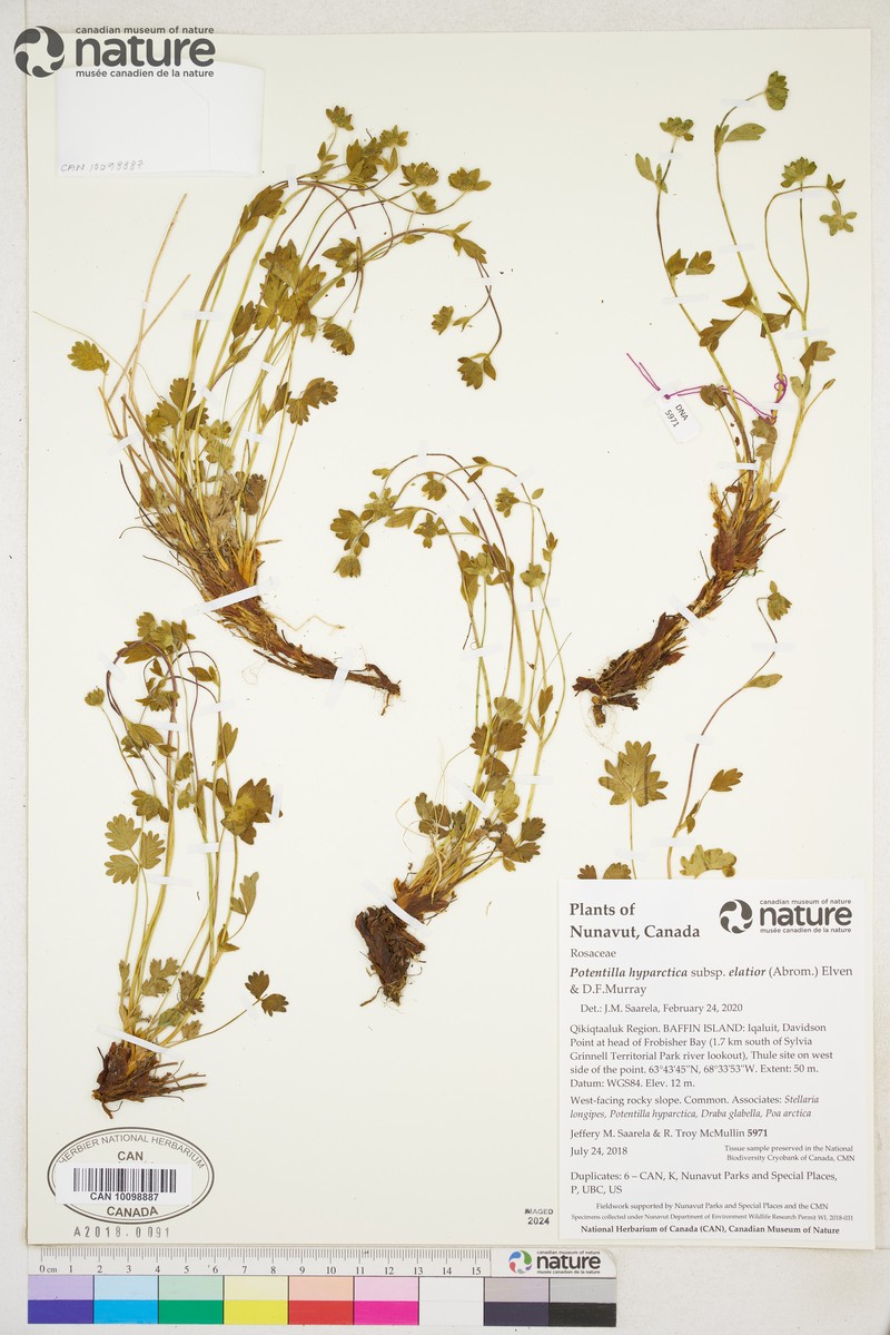 Potentilla hyparctica subsp. elatior photo 7